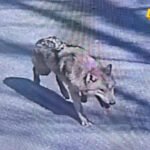 Duga potraga za odbeglim vukom u Južnoj Koreji