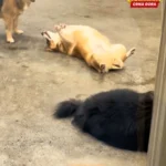 Vlasnik došao po psa u vrtić, nije bio spreman na ono što ga je dočekalo