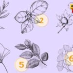 Kakve ljude privlačite? Test sa šest listova otkriva ko vas okružuje