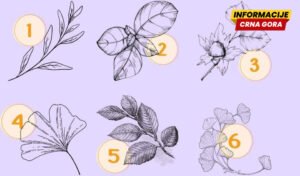 Kakve ljude privlačite? Test sa šest listova otkriva ko vas okružuje