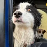 Border koli preživio nedjelju dana u divljini nakon pada vlasnice niz vodopad