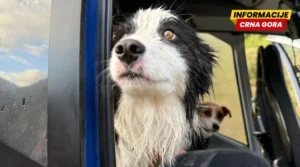 Border koli preživio nedjelju dana u divljini nakon pada vlasnice niz vodopad