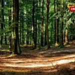 Krivične prijave zbog šumske krađe u Beranama