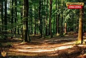 Krivične prijave zbog šumske krađe u Beranama