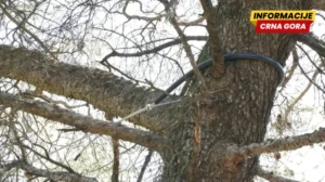 Oštećena stabla na Gorici nakon jakog vjetra: Građanima upućen apel na oprez