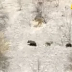 U Kozarici kod Šavnika strah od medvjeda