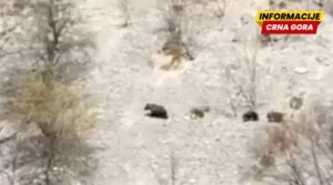 U Kozarici kod Šavnika strah od medvjeda