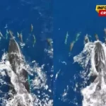 Nevjerovatan prizor: Kitovi i delfini zajedno uživaju u igri u okeanu