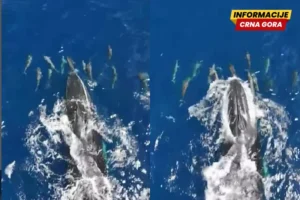 Nevjerovatan prizor: Kitovi i delfini zajedno uživaju u igri u okeanu