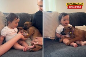 Prizor koji topi srca: Pas iz skloništa prvi put upoznao bebu