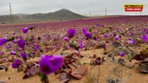 Može li čovek da ozeleni pustinje