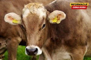 Nikšić: Kju groznica potvrđena na osam gazdinstava, ptičji grip na dva