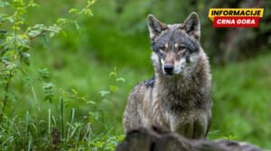 Vuk ugrizao ženu za lice usred Hamburga