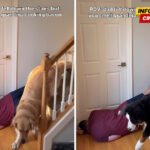 Vlasnik pao pred psima da vidi njihovu reakciju, rezultat je hit