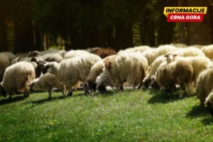 Mithad Muratović ručno šiša ovce i tako zarađuje