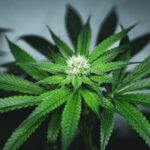 Uhapšen mladić na barskoj željezničkoj stanici, kod njega pronađena marihuana