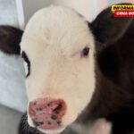 Tužan kraj humane priče iz Rožaja, uginulo tele: Flekica sada trči po nebeskim livadama