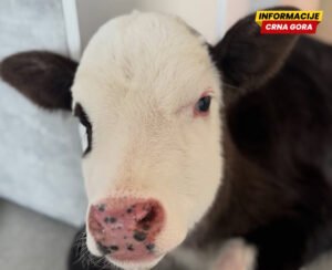 Tužan kraj humane priče iz Rožaja, uginulo tele: Flekica sada trči po nebeskim livadama