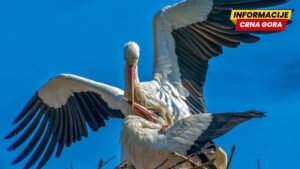 Povedi nas Ilone, rode će za nama