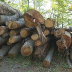 Krivična prijava protiv jedne osobe zbog šumske krađe u Bijelom Polju