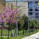 Kampus UCG: Pješačke staze, drvoredi i neformalni prostori jednako važni kao i učionice