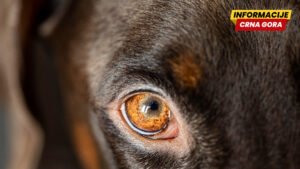 Beba stradala u napadu pasa u Velikoj Britaniji