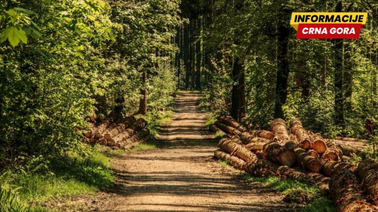 Upravljanje šumama: Pravni vakum otvara prostor za tužbe