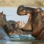 Kolumbija planira da usmrti 80 Eskobarovih nilskih konja: Zaštita ekosistema ili okrutna mjera?