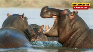 Kolumbija planira da usmrti 80 Eskobarovih nilskih konja: Zaštita ekosistema ili okrutna mjera?