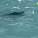 Sredozemna medvjedica snimljena u budvanskom akvatorijumu