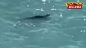 Sredozemna medvjedica snimljena u budvanskom akvatorijumu