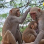 Građanski rat među šimpanzama: Studija pokazuje kako se raspada društvo