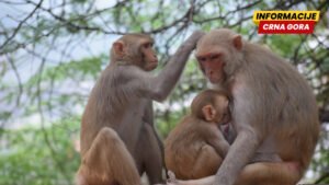 Građanski rat među šimpanzama: Studija pokazuje kako se raspada društvo