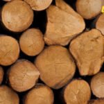 Bjelopoljac procesuiran zbog sumnje na šumsku krađu