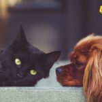 Uskoro pojednostavljena procedura kretanja i udomljavanja kućnih ljubimaca iz CG