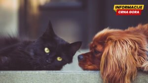 Uskoro pojednostavljena procedura kretanja i udomljavanja kućnih ljubimaca iz CG