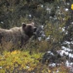 Medvjed napao američke vojnike tokom vojne vježbe na Aljasci