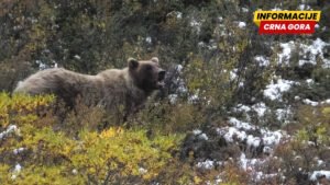 Medvjed napao američke vojnike tokom vojne vježbe na Aljasci