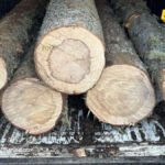 Krivične protiv dvije osobe zbog sumnje na krađu, procesuiran i Beranac zbog šumske krađe