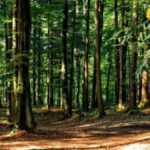 Uprava za gazdovanje šumama i lovištima: Babovićeve navode smatramo zlonamjernim