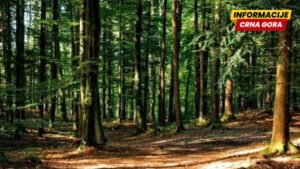 Uprava za gazdovanje šumama i lovištima: Babovićeve navode smatramo zlonamjernim