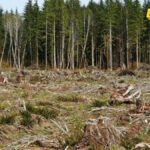 Delić i Kankaraš: Krivična prijava protiv Rajkovića i još dvije osobe zbog bespravne sječe u Rožajama