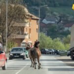 VIDEO Konji napravi pometnju u saobraćaju
