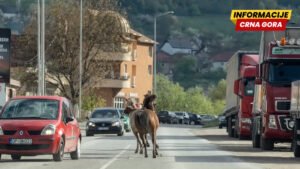 VIDEO Konji napravi pometnju u saobraćaju