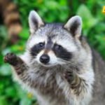 Gladni rakun zvonio na vrata usred noći – viralni video otkrio ozbiljan problem