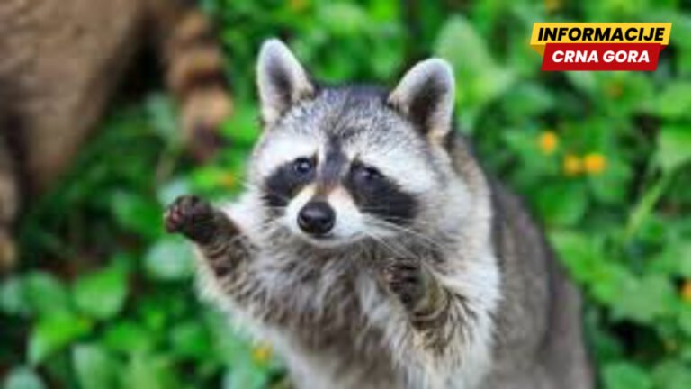 Gladni rakun zvonio na vrata usred noći - viralni video otkrio ozbiljan problem