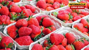 Kako da prepoznate tretirane jagode: Jedan detalj otkriva da li su pune hemije