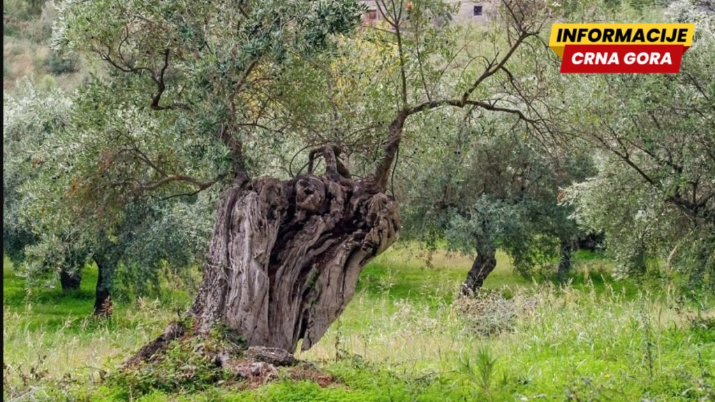 Budva formira registar maslina