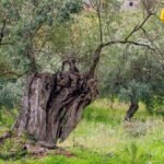 Budva formira registar maslina