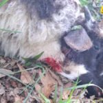 Psi lutalice usmrtili 15 ovaca na imanju kod Bijelog Polja